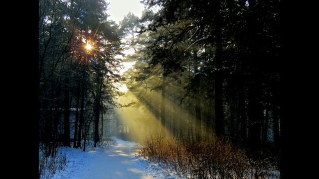 Белки, птички и сосновый бор - 27 ноября, 2020 г