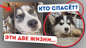 Страх и надежда. Спасём или пройдём мимо?