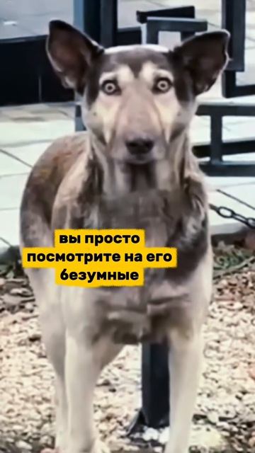 Это пёс скинволкер?! #shorts #horror #ужасы #ужастики смотреть онлайн