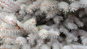 #в нашем городе есть красивые голубые ели