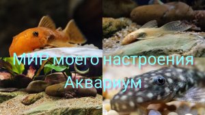 26.11.25 Аквариум, часть 5.Как проходит адаптация у сомов.Кормим рыбок.