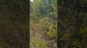 На рыбалку через Сады Дачи