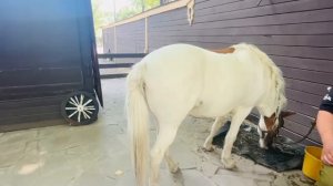 27.11.2025...💞 Звучит новая песня, в моём исполнении 🇧🇾♥️ Гомель!..