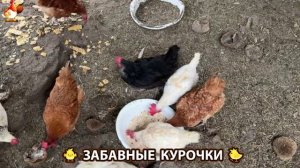 Забавные курочки несушки на сельском подворье 🤗😂😜 (34)