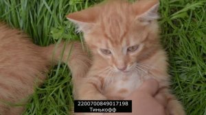 Позор Фамилии