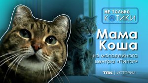 Мама Коша в молодежном центре Красноярска / «Не только котики»