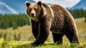 Дикие Животные Аляски: Рай Гризли