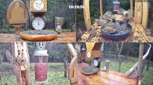 #онлайн_кормушка_для_птиц. 28 ноября 2025 года. г. Калуга