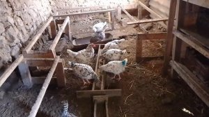 28 ноября, цена на инкубационное яйцо