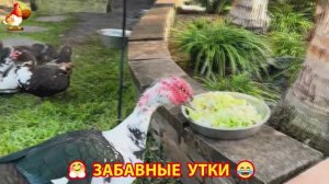 Забавные утки мускусные и пекинские на свободном выгуле со своими друзьями ч.(298) ❣️🤗😂
