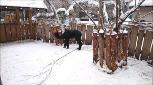 Альпака Дантес со своей подругой и их соседи 27.11.2025