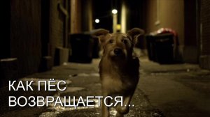 Как пёс возвращается... БИБЛИЯ Притчи 26:11