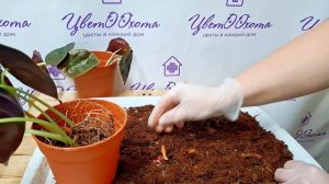 Пересадка Алоказии Ред Секрет. видео от 25.11.2025г.