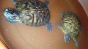 Красноухие черепахи 🐢 вечер 28-11-2025. Умная колонка Маруся рассказывает анекдоты!!!