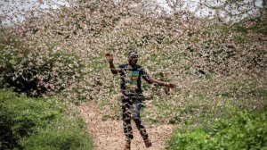 Африка Выпустила Миллиарды Особей Саранчи в Пустыню, и Вы Не Поверите, Что Случилось Дальше