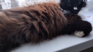 Кошка у окошка.😀🐱