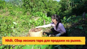 Nhất. Уборка и уход за животными. Сбор лесного таро для продажи на деревенском рынке.