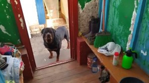 С Бусемычем дела идут медленней. Закрыла оконный проём. Как это было 11 серия.