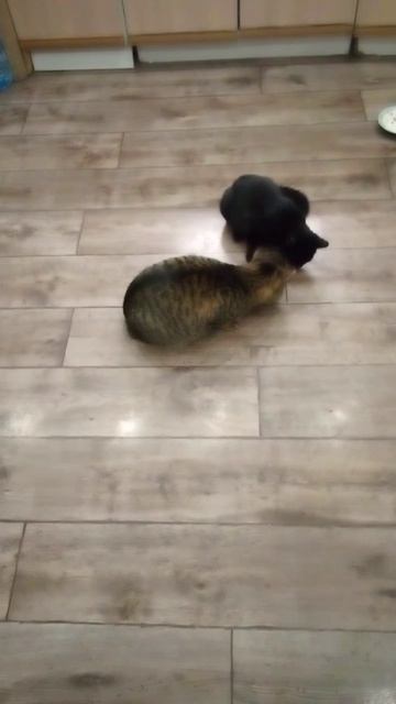 Дети делят мироно, тихо. Сосисончик -на двоих.