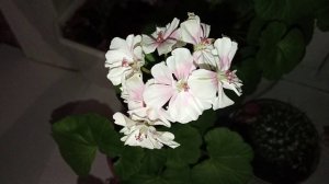 пеларгония хамелеон