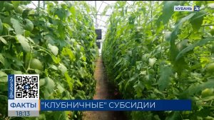 Не менее 15 млрд рублей ежегодно получают аграрии из бюджета Кубани