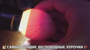 Цыплята и Курочки селяночки лучшие беспородные несушки 🥚 (394)