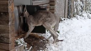 Морозоустойчивый Фил