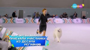 Конкурс юного хендлера на выставке «Евразия 2025». Карусель: Навигатор.Новости. Выпуск 1297