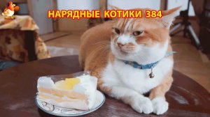 Нарядные Котики расслабляются на солнышке 🌞 🐈🐈🐈 (384)