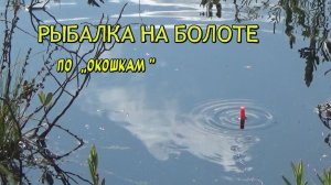 Рыбалка в болоте по "окошкам".