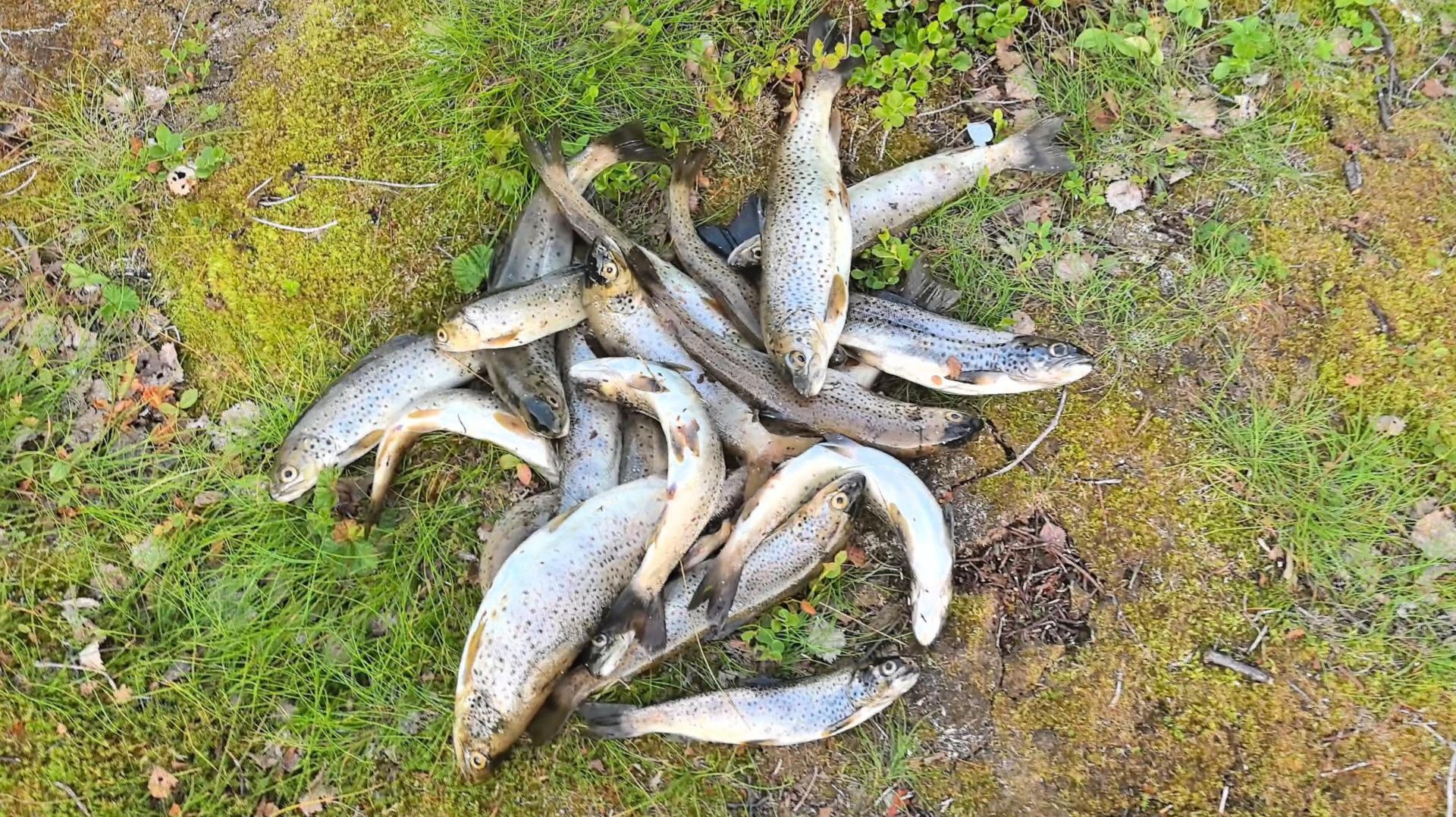 Тайные места рыбака куда отправиться за трофеями