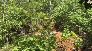 Строительство, расчистка дороги в лесу