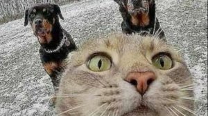 ТРЭШ ИСТОРИИ С ДЕНИСОМ