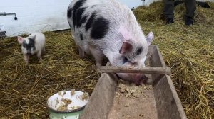 ЧЕРНИЧНИКИ , Осень в Лесу , Один День из Жизни на Хуторе , Белоруссия