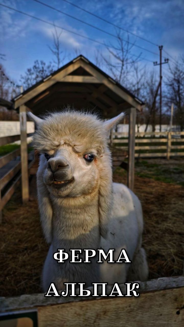 Ферма Альпак Горячий Ключ смотреть онлайн