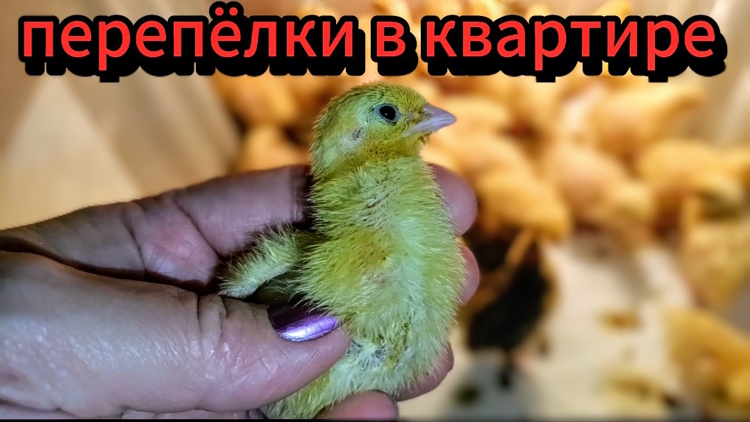 Потерянная перепёлка нашласьчто сейчас с ней делатьновости и подсчёт птиц в квартире