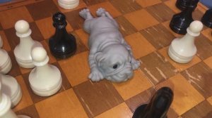 Собачки сквишь, играют в шахматы.