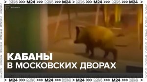 Кабанов начали замечать в московских дворах - Москва 24