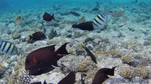 18.12.2024 рыбки10 на мели