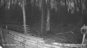 LIVE: На лесной опушке. Природа онлайн