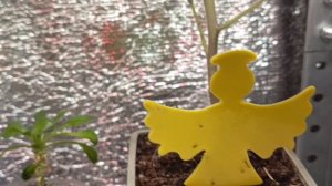 Огород на окне, что растёт. Нут из магазина🌱 эксперимент с выращиванием