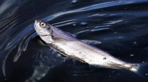 Ловля чехони в Астраханской области