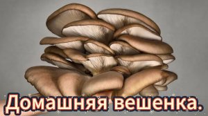 Вешенка. Выращиваю дома.