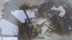 Как хранить живца зимой в домашних условиях.