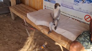 Любимый Шарм!!!Умнас появился новый дружок!!!