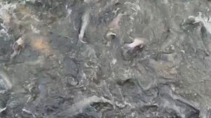 Запуск форели