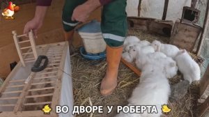 Содержание кур в домашних условиях и других птиц во дворе у Роберта 🐣🐤🦆🐔🪿🦃 (348)