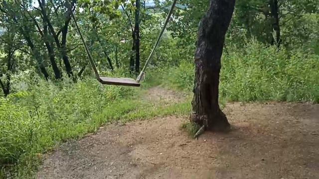 Монгольский дуб - особенная энергетика