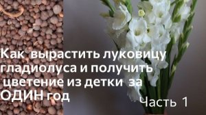 Как вырастить луковицу гладиолуса из детки за ОДИН год!  Простой способ