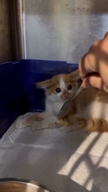 Агрессивно вкусно